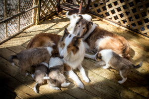 Collie Family Picture