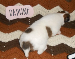 Daphne 2