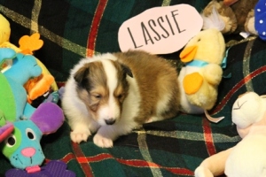 Lassie 1