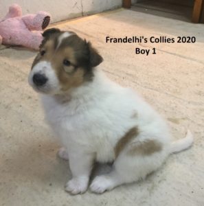 Frandelhi's Collies 2020 Boy 1a