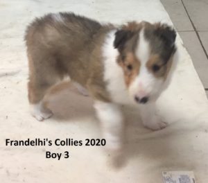 Frandelhi's Collies 2020 Boy 2a