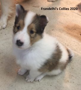 Frandelhi's Collies 2020 Girl 1a