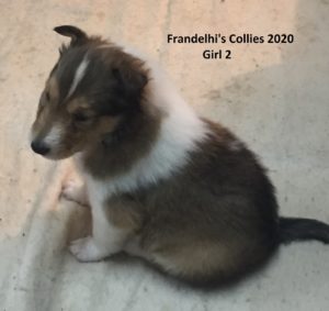 Frandelhi's Collies 2020 Girl 2a