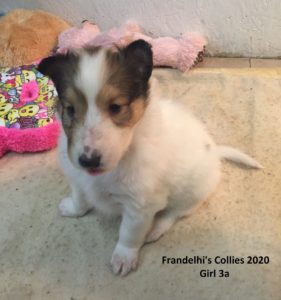 Frandelhi's Collies 2020 Girl 3