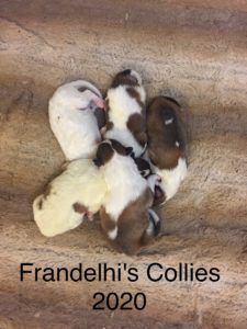 Frandelhi's Collies 2020